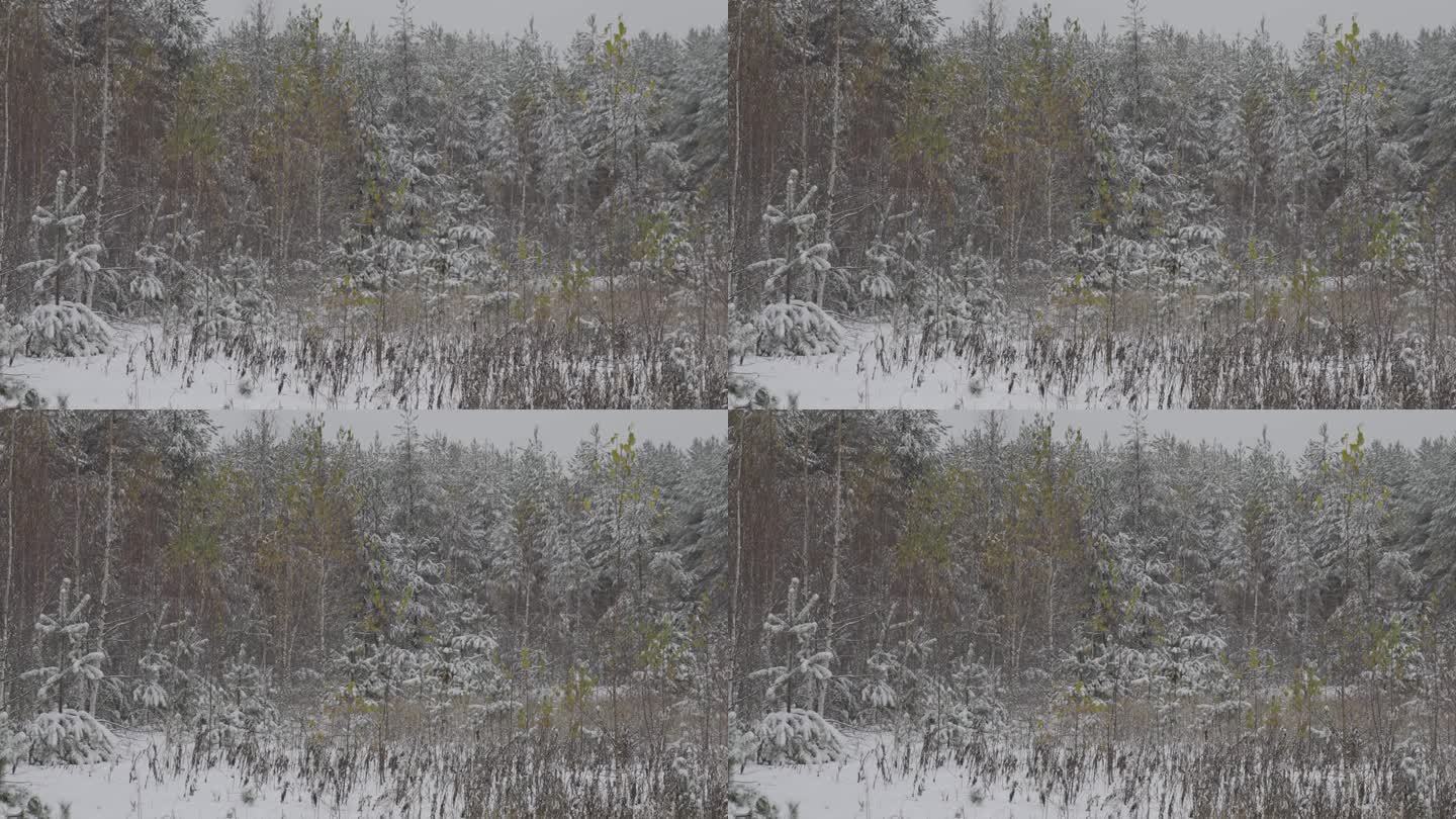 片片雪花飘落在冬日的风景中。