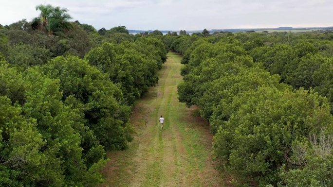 无人机拍摄的巴西圣保罗，一名男子独自走在夏威夷坚果种植园的树林里