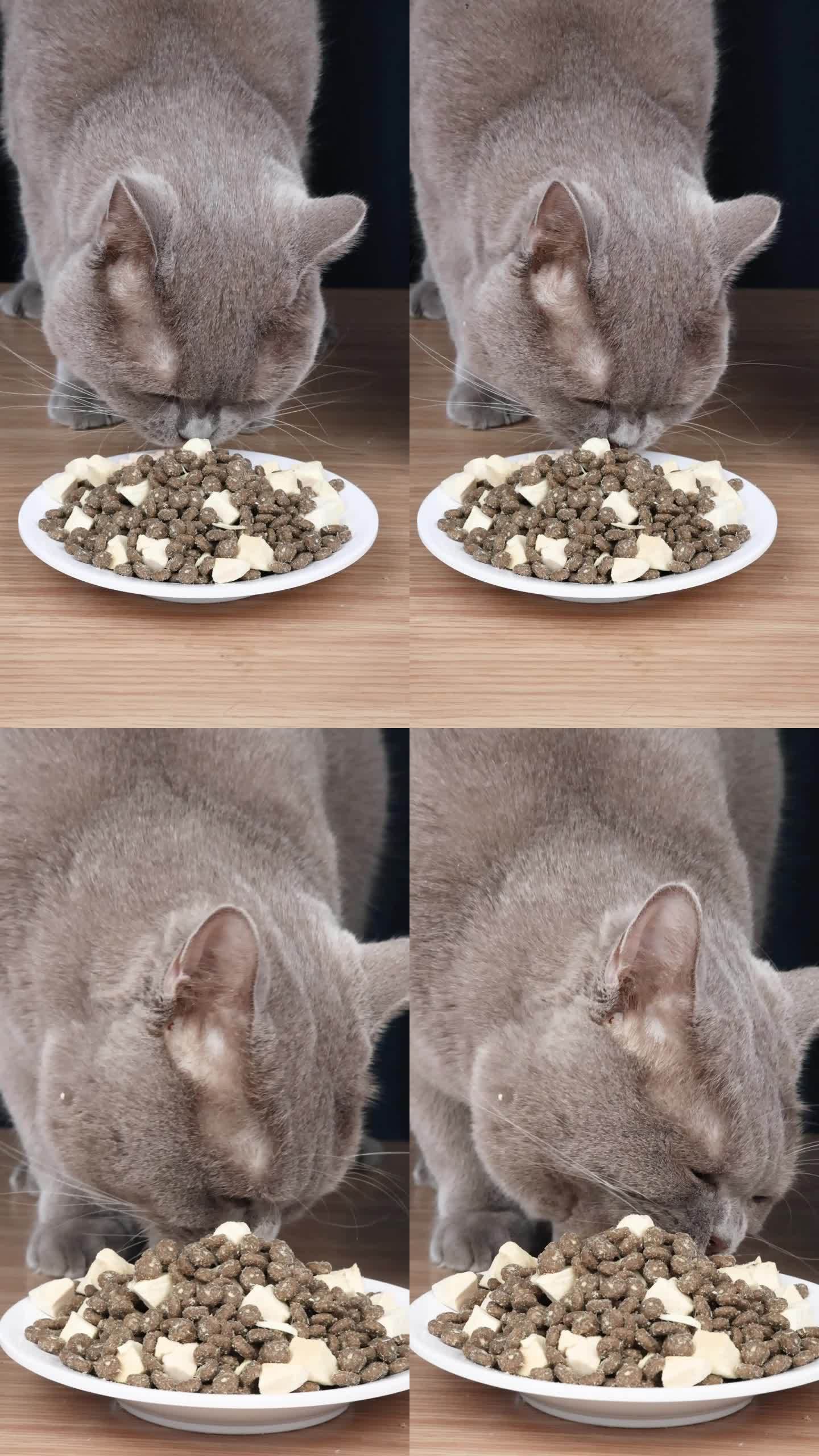 宠物猫蓝猫吃猫粮冻干升格慢动作