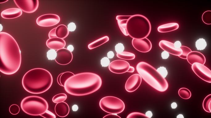 血管中的红细胞与白细胞动画
