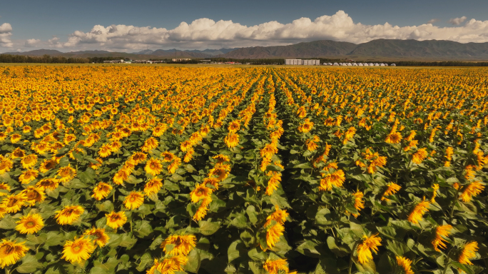 新疆伊犁昭苏县的田野