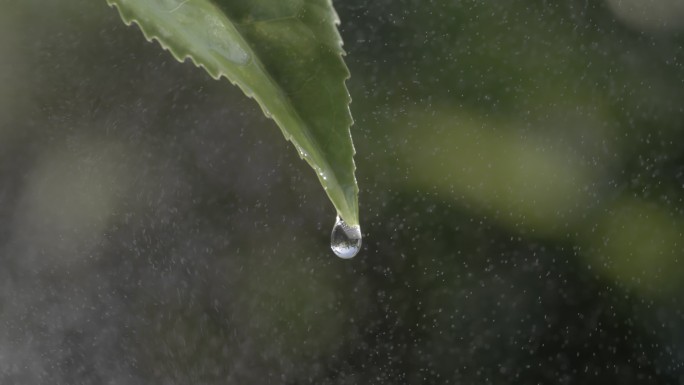 茶叶茶园普洱采茶茶树叶滴水水滴叶子绿叶茶