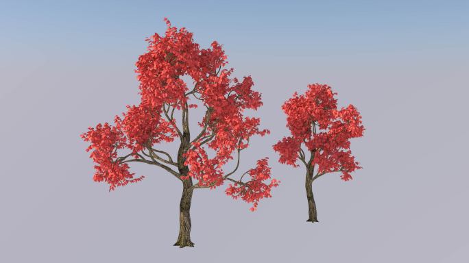 红叶树，三D渲染，带透明通道