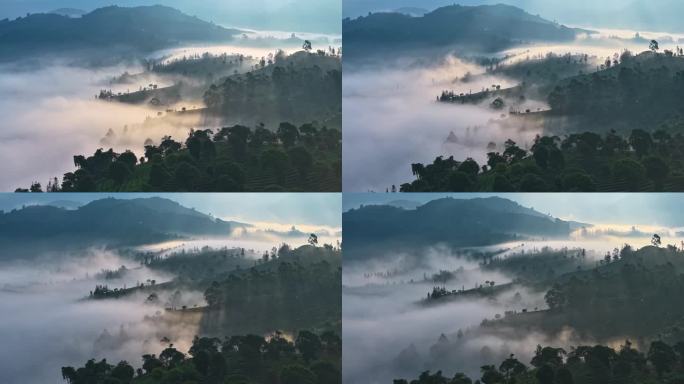 云雾中的茶山