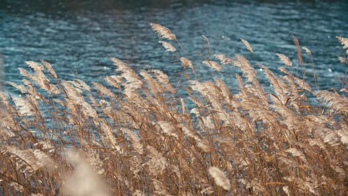秋天水边河边芦花芦苇风中摇摆特写