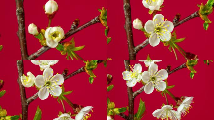 4k缩小时间延迟的酸樱桃树开花和生长在一个红色的背景。盛开的小白花樱。以16:9的比例延时。