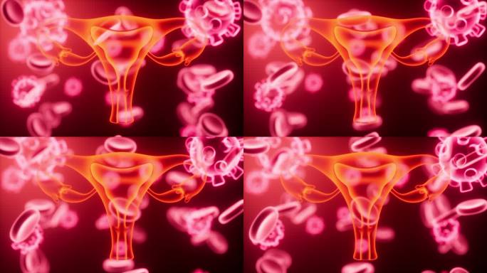 子宫与血细胞生物医疗概念动画