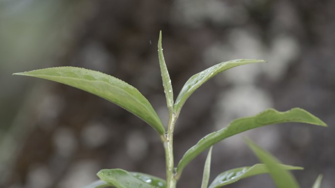 茶叶茶山茶艺茶园普洱采茶茶红茶绿茶春茶茶