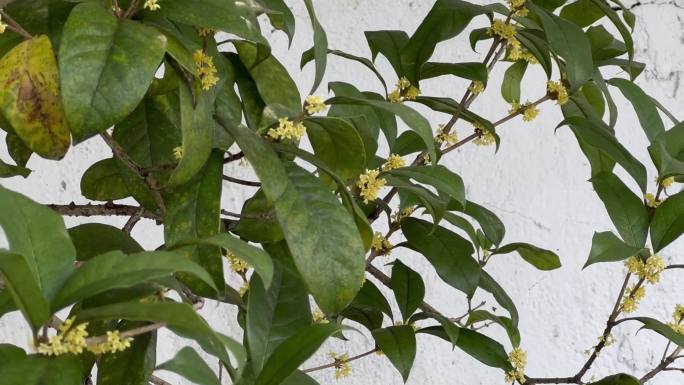 桂花树实拍 远景近景特写拍摄 桂花香气