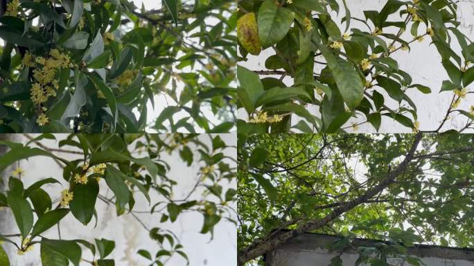 桂花树实拍 远景近景特写拍摄 桂花香气