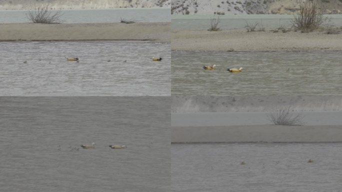 自然高清100帧繁殖季赤麻鸭小鸭子游泳1
