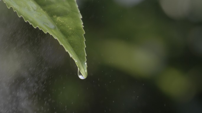 茶叶茶园普洱采茶茶树叶滴水水滴叶子绿叶茶