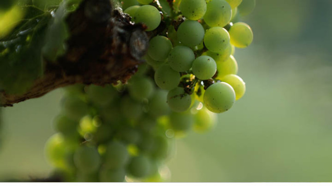 葡萄 葡萄酒 种植葡萄 葡萄庄园