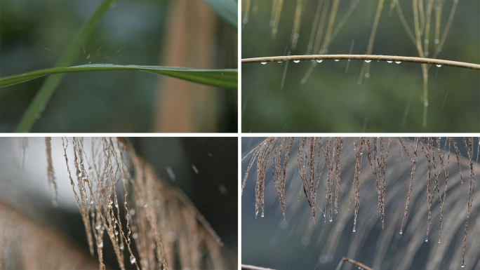 雨滴慢动作 暴雨中的芦苇 植物特写