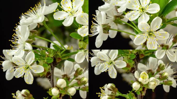 在黑色的背景下，用4k缩小时间流逝的酸樱桃树开花并生长。盛开的小白花樱。以16:9的比例延时。
