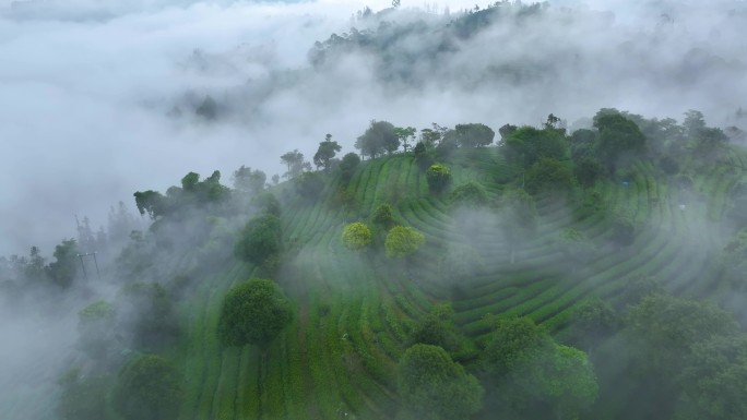 云雾中的茶山