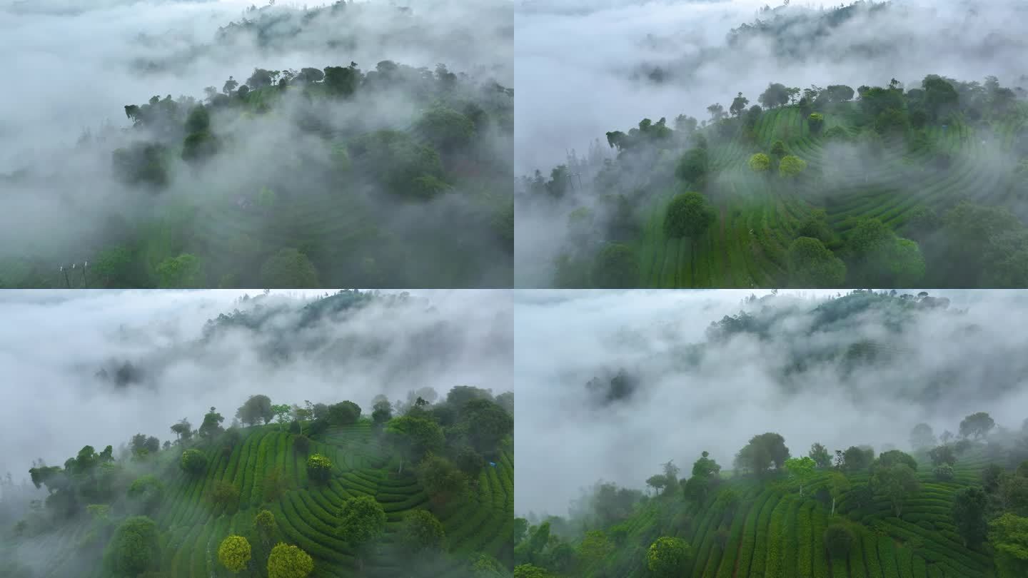 云雾中的茶山