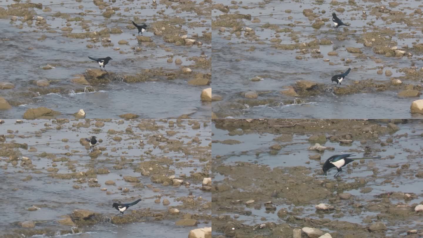 喜鹊在枯水河床上觅食小鱼