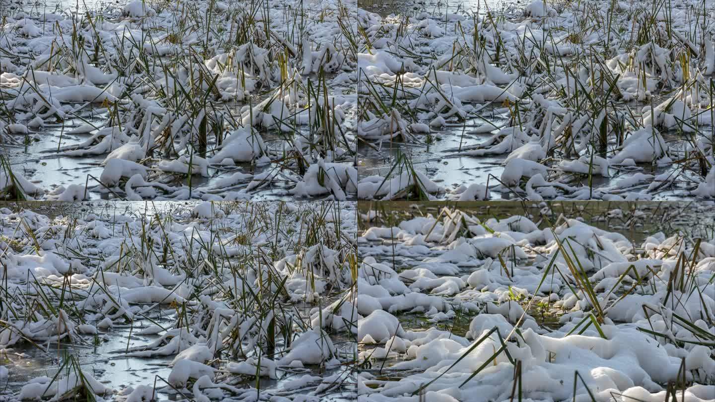 初冬雪后池塘湿地芦苇蒲草