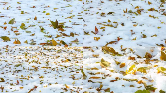 初冬雪地落叶树叶