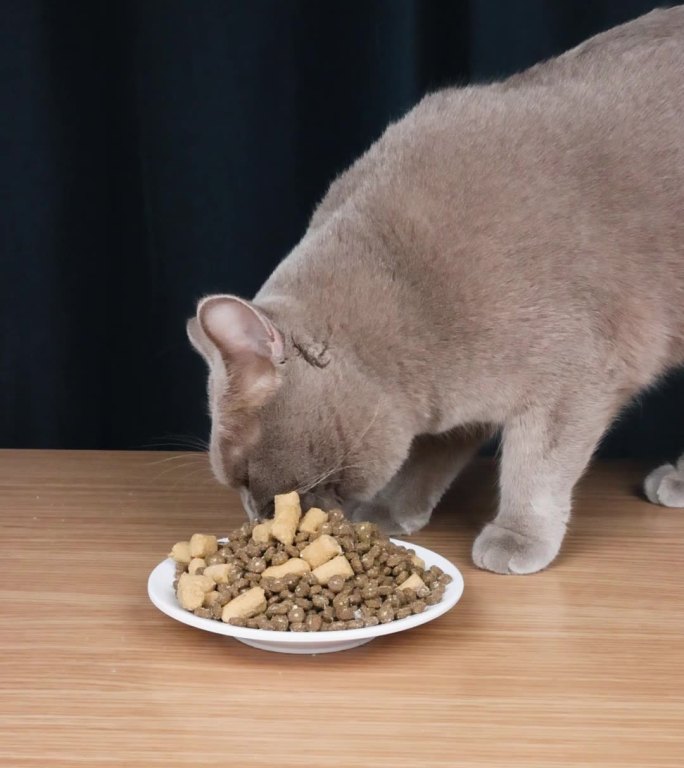 宠物猫蓝猫品种猫吃生骨肉冻干猫粮升格