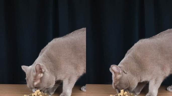 宠物猫蓝猫品种猫吃生骨肉冻干猫粮升格