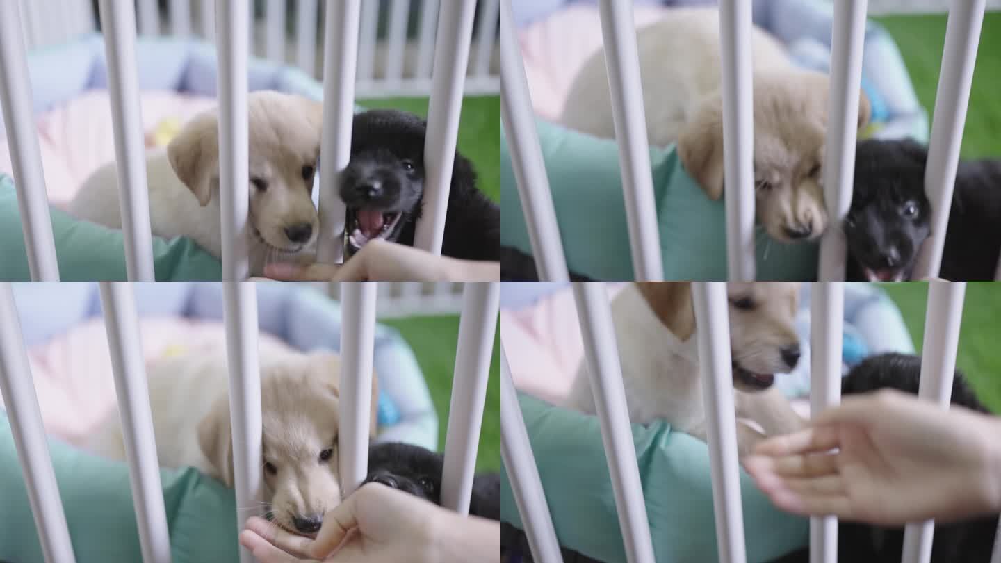 SLO MO:宠物主人的手伸向一只被关在板条箱里的黄色和黑色拉布拉多犬，和它们玩耍，而小狗试图咬和舔
