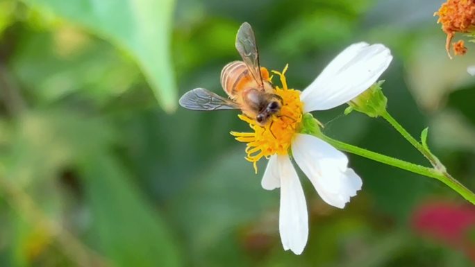 蜜蜂在花丛中辛勤采蜜 蜜蜂近景特写