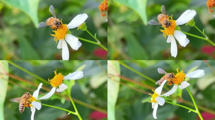 蜜蜂在花丛中辛勤采蜜 蜜蜂近景特写