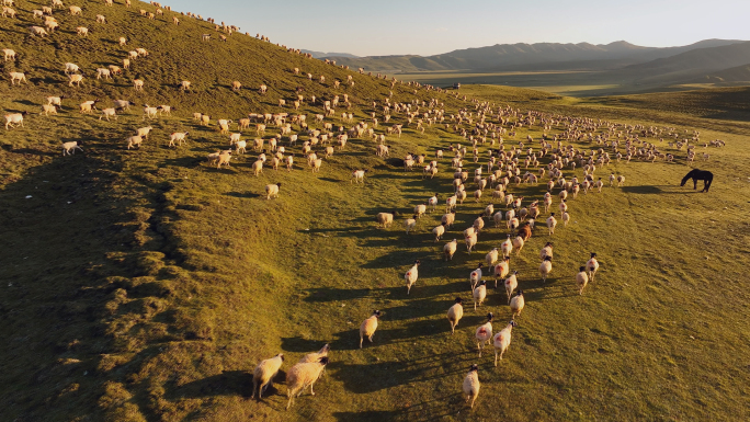 新疆天山巴音布鲁克的羊群