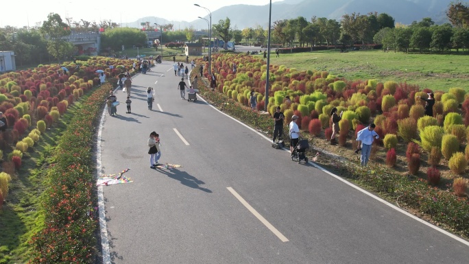 台州路桥飞龙湖地肤草园航拍