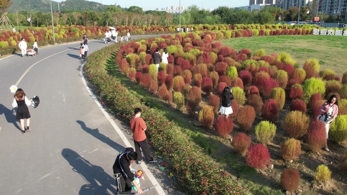 台州路桥飞龙湖地肤草园航拍