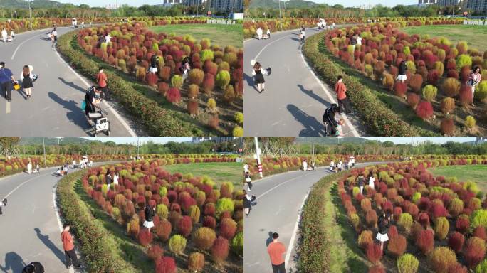 台州路桥飞龙湖地肤草园航拍