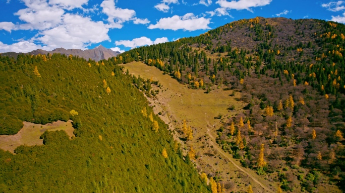 高山树林草场雪山