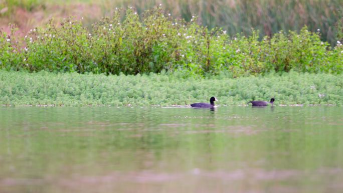河里的两只野鸭子觅食