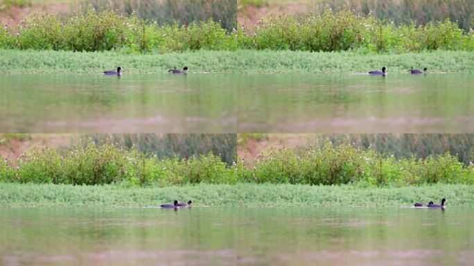 河里的两只野鸭子觅食