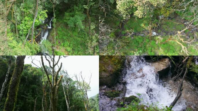 瀑布 水流 原始森林