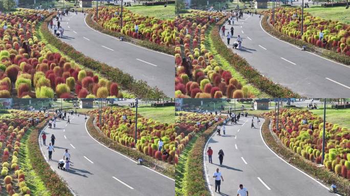 台州路桥飞龙湖地肤草园航拍