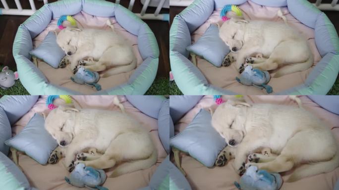 一只黄色的拉布拉多小狗在舒适的床上熟睡，白色的板条箱里装着宠物玩具和娃娃。