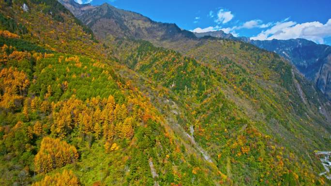 漫山遍野的彩林