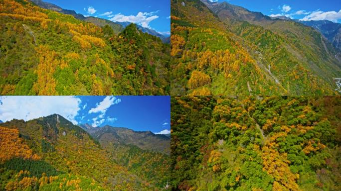 漫山遍野的彩林