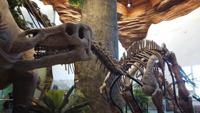 自然资源博物馆恐龙化石骨架