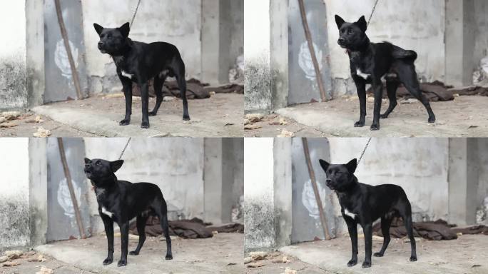 黑色毛发的中华田园犬