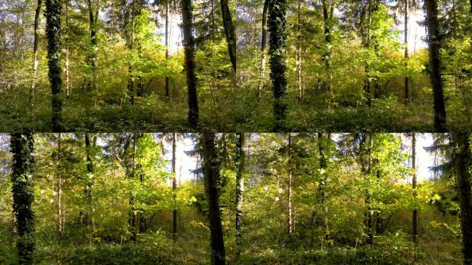 航拍无人机拍摄的欧洲混交林秋日之美:阳光透过树枝，金色的树叶在树上飞舞，宁静的林地氛围，四季变换的景