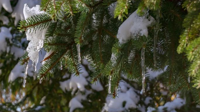 初冬大雪树木杉树枝头冰雪融化