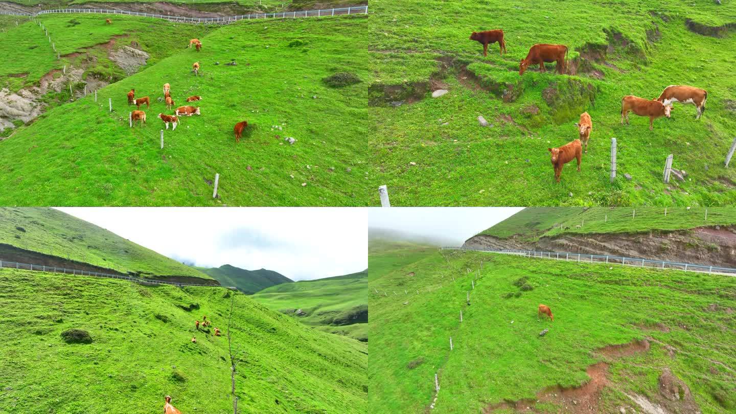 高山牧场 高原牧场 大海草山牛群