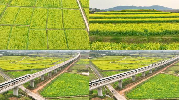 深圳光明高铁快车油菜花开宣传片头