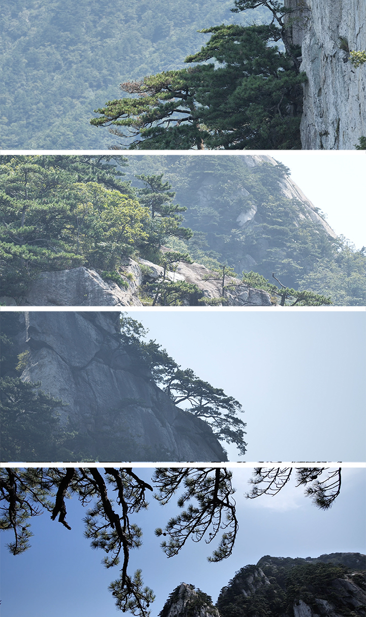 4k 大别山 迎客松 黄山松