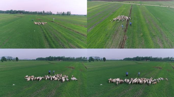 航拍羊群在广阔的菜地吃草