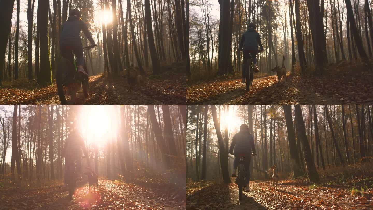 镜头光晕:在金色的秋光中，骑自行车的人沿着树叶覆盖的森林小路骑行